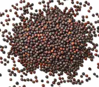 Canola seed