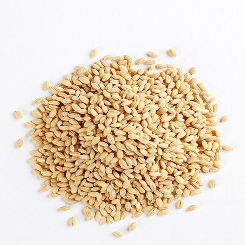 Barley